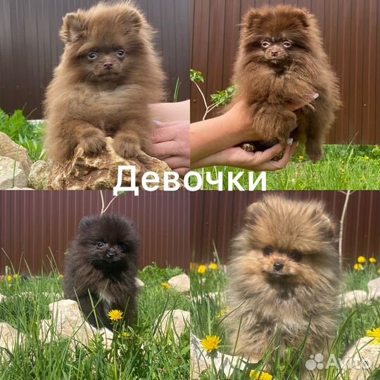 Крошки шпицы