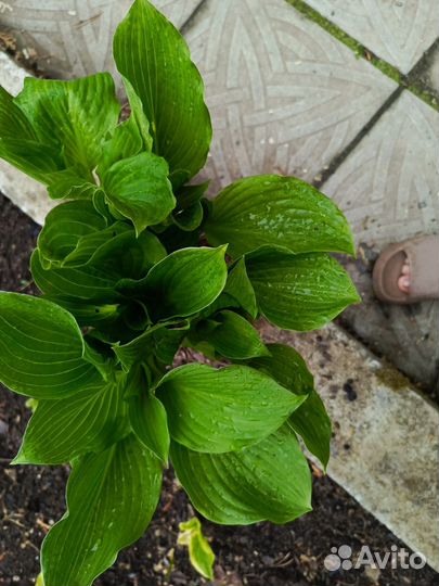 Хоста гигантская