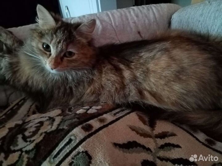 Кошка в дар