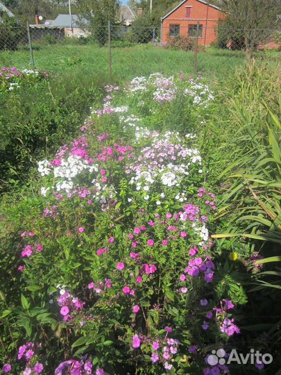 Цветы флоксы