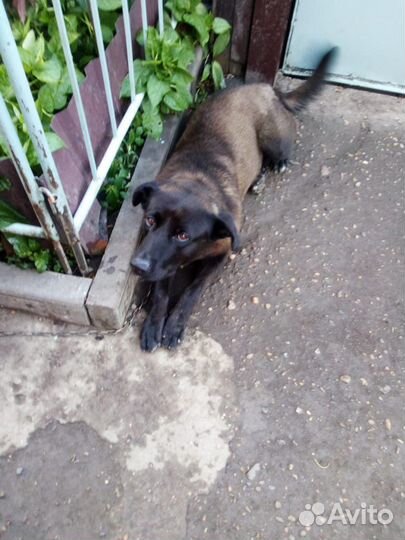 Собака в добрые руки отдам бесплатно