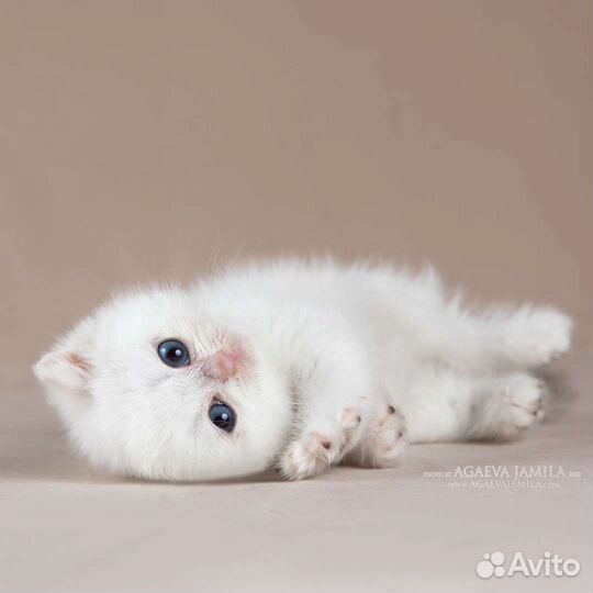 Серебристые Британские шиншиллы