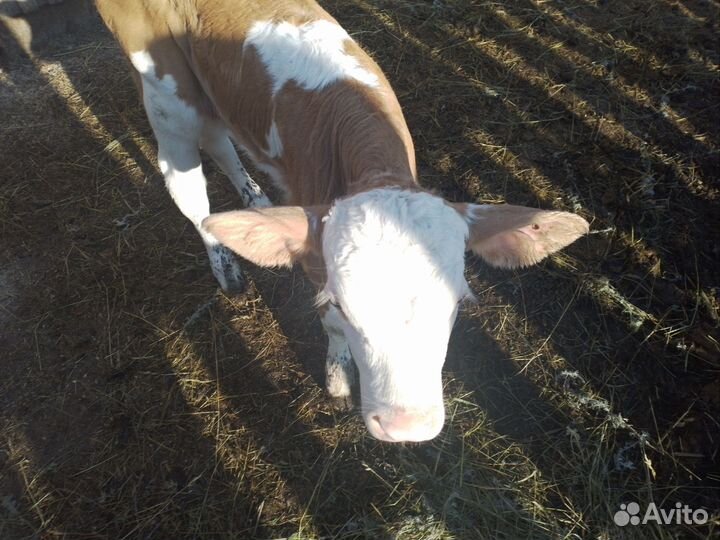 Бычок, 2 недели