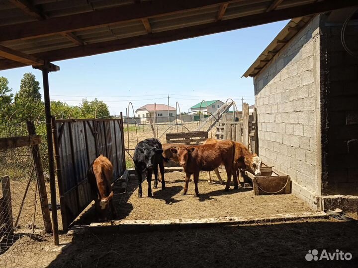 Продам гусей и телят