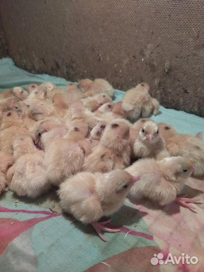 Техасский перепел