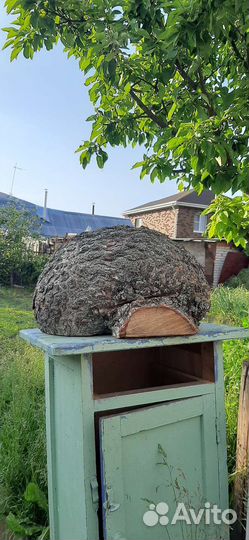 Сувель березовый