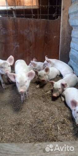 Продаю поросят