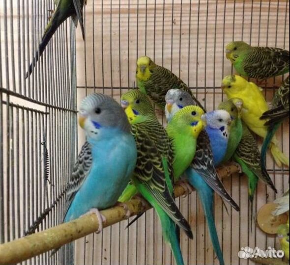 Птенцы волнистого попугая