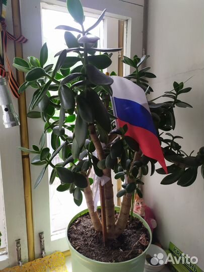 Продам цветы домашние