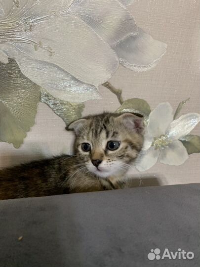 Кошка в дар бесплатно