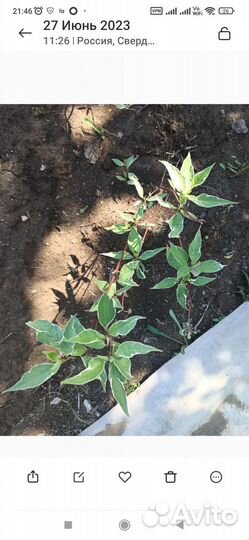 Дерен. Молодые кустики