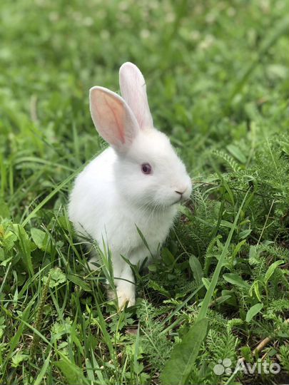 Домашний кролики для фотосессии