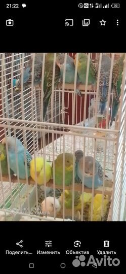 Птенцы волнистого попугая, склонные к разговору