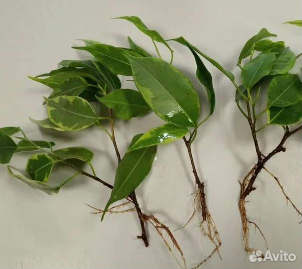 Фикус Бенджамина пестролистный