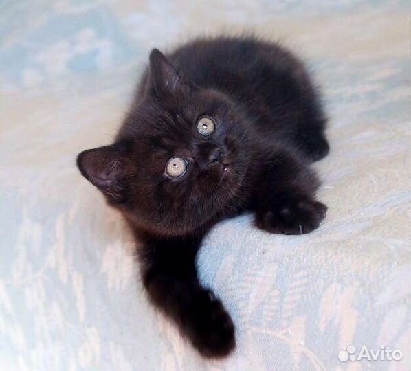 Маленькие черные полупушистые котята 1.5мес