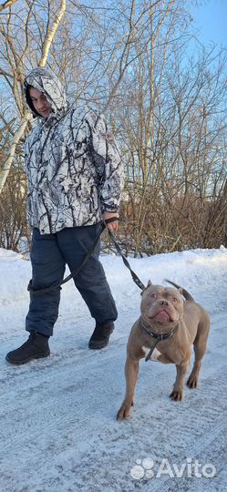 Передержка собак / Зоогостиница