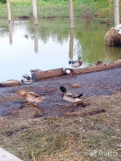Утка дикая подсадная