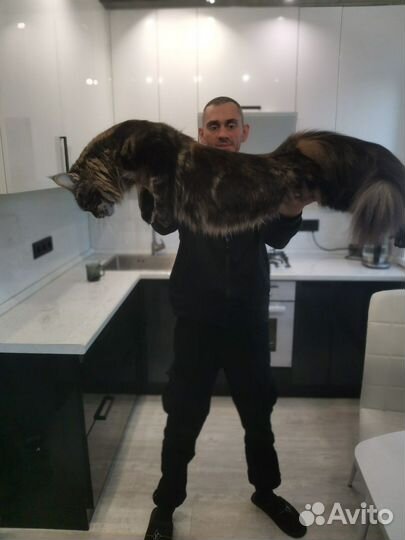 Дама ищет кавалера