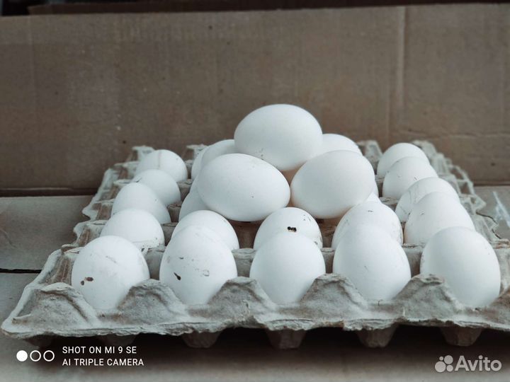 Домашние куриные яйца