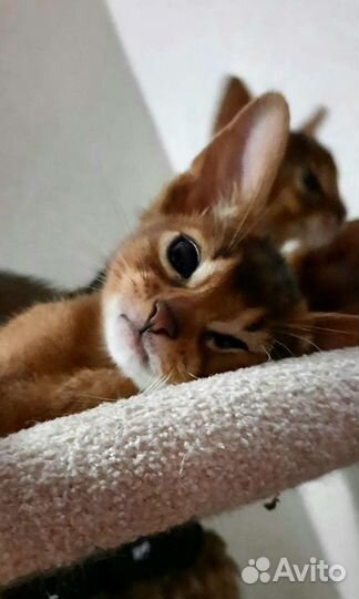 Абиссинская