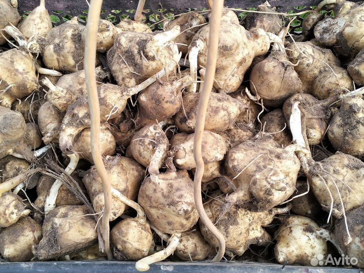 Топинамбур клубни