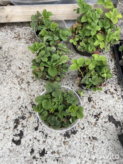 Саженцы клубники. Сорт чамора туруси