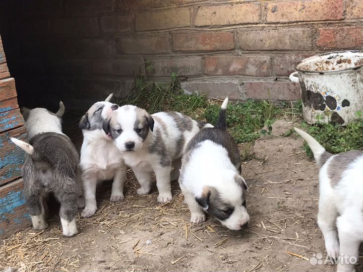 Щенки Среднеазиатская овчарка Алабай Сао