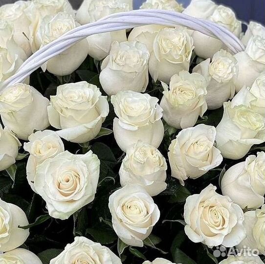 101 роза цветы букеты доставка 25 51 101 роза