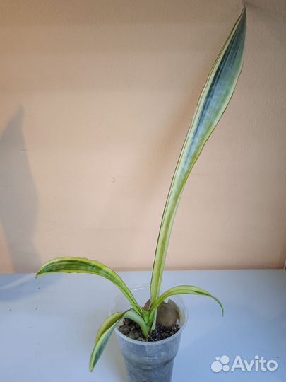 Сансевиерии разные