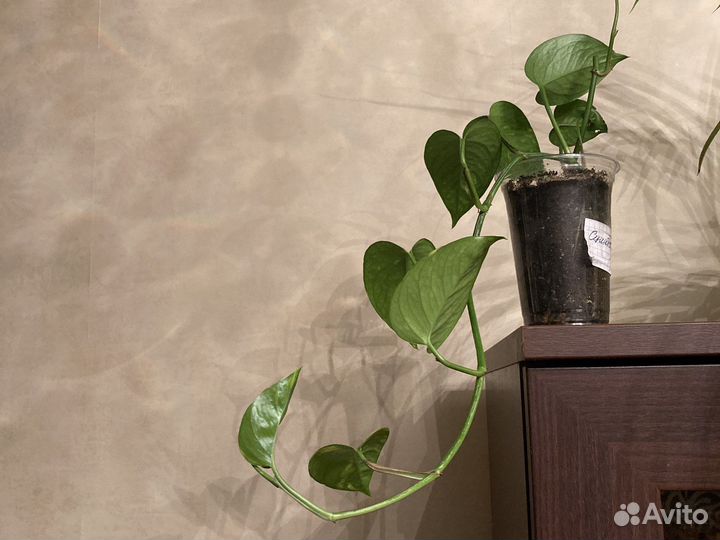 Толстянка, Сциндапсус, традесканция Рео