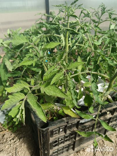 Рассада помидор