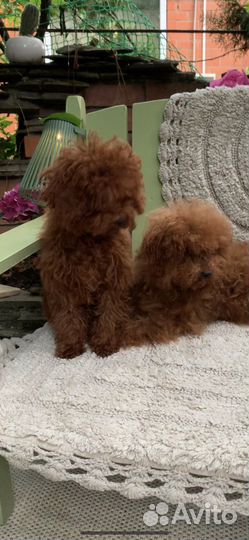 Тикап тедди пудель