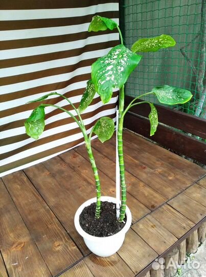 Диффенбахия герани