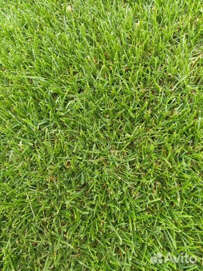 Газонная трава в рулонах