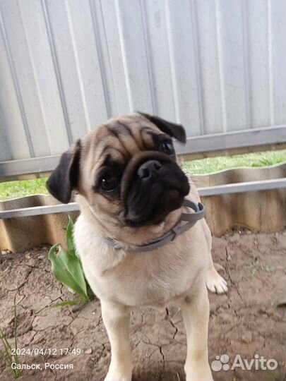 Щенки мопса