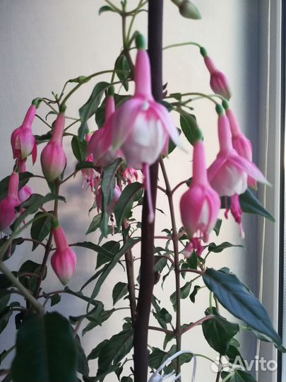 Комнатные цветы