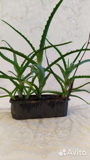 Алоэ столетник