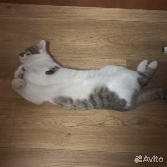 Кошки в добрые руки