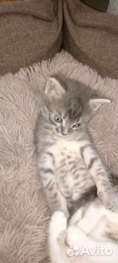 Котята +подарки