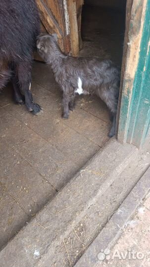 Козы козочки козлики козлята