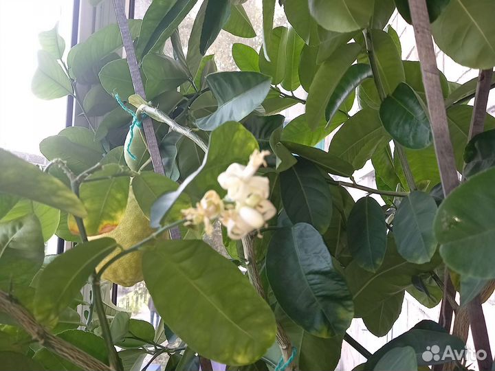 Лимон комнатный