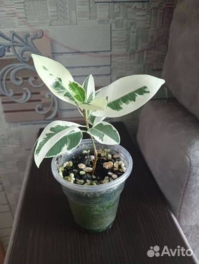 Фикус альбомаргината