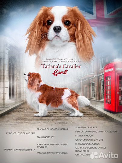Кавалер кинг чарльз спаниель вязка