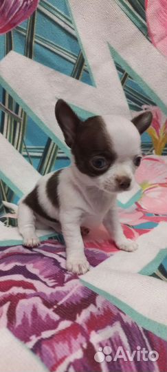 Щенки чихуахуа мини и стандарт