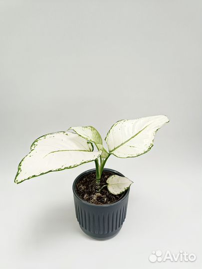 Аглонема White Joy