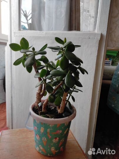 Денежное дерево толстянка