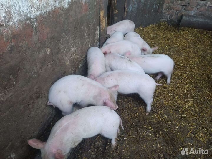 Поросята крупная белая