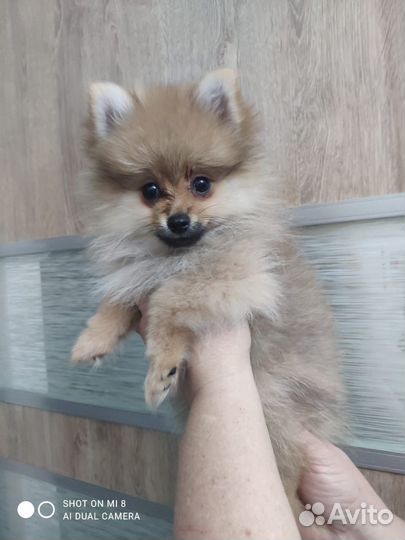 Шпиц девочка