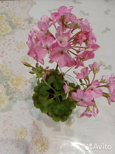 Герань пеларгония