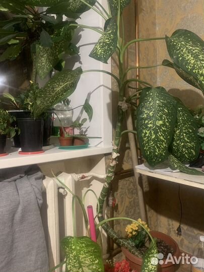 Диффенбахия 2 метра